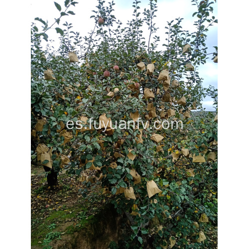 2019 año nueva manzana fresca de Huaniu